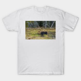 Bull Moose, Algonquin Park T-Shirt